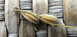 自然栽培のお米を作る八十八手と田んぼの物語
